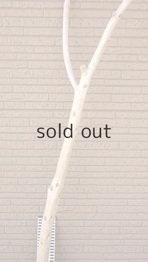 画像8: 幹流木・長尺