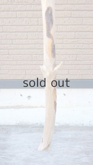 画像2: 幹流木・長尺