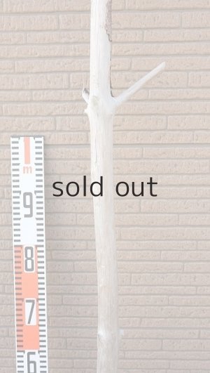 画像7: 幹流木・長尺