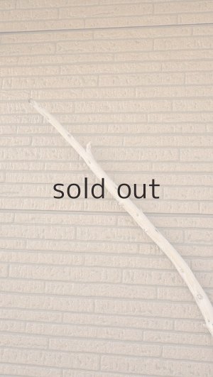 画像5: 幹流木・長尺