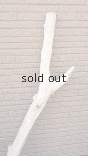 画像7: 幹流木・大型