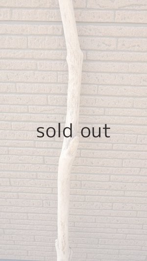 画像3: 幹流木・長尺