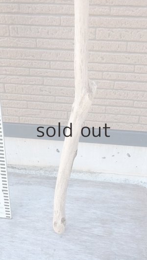 画像6: 幹流木・長尺