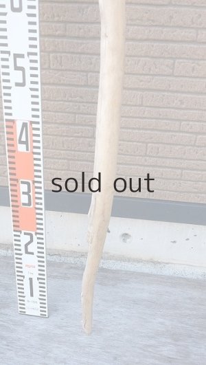 画像6: 棒流木・長尺