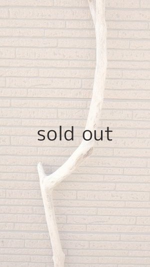 画像4: 幹流木・長尺