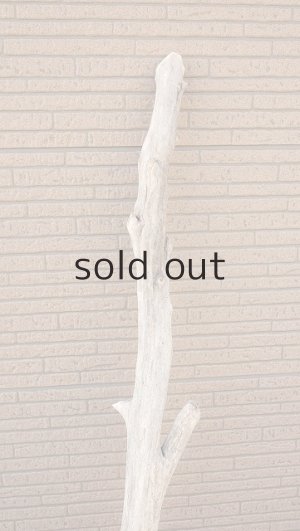 画像5: 幹流木・大型