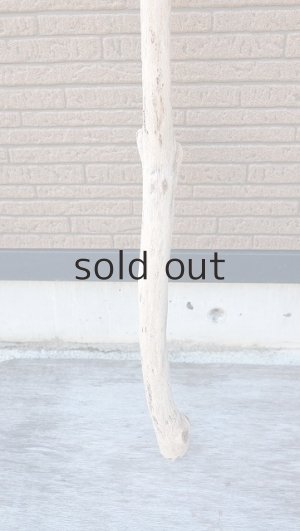 画像2: 幹流木・長尺