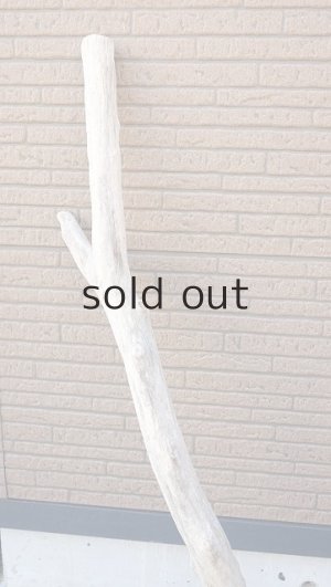 画像3: 幹流木・大型