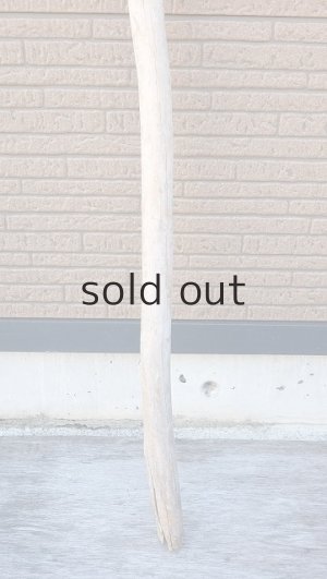 画像2: 棒流木・長尺