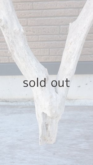 画像6: 幹流木・大型