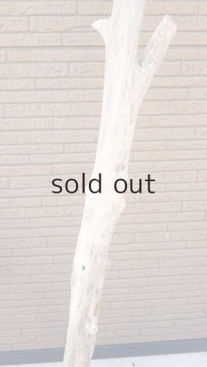 画像4: 幹流木・大型