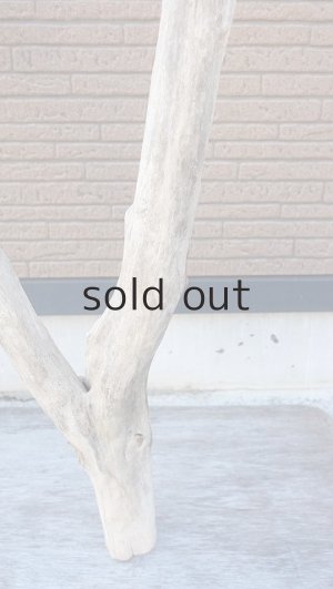 画像2: 幹流木・大型