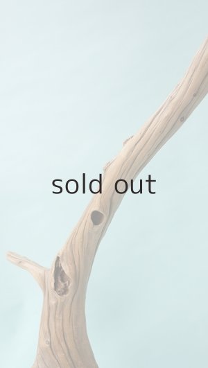 画像6: 流木根（中型）