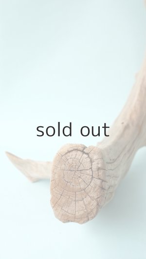 画像11: 流木根（中型）