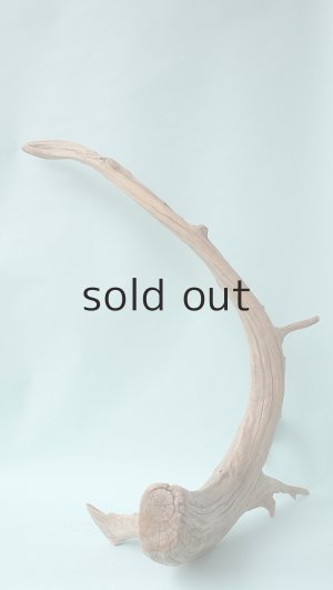 画像10: 流木根（中型）