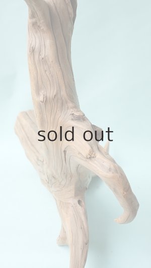 画像9: 流木根（中型）