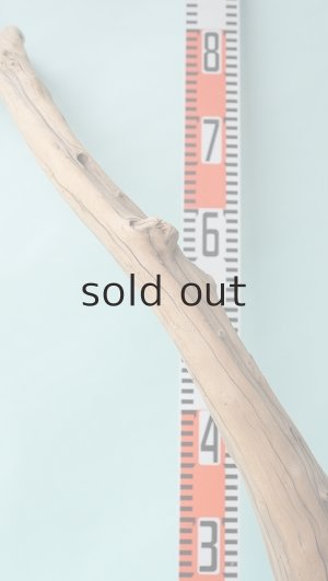 画像14: 流木根（中型）