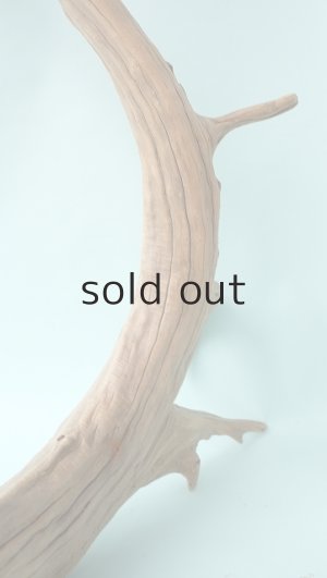 画像12: 流木根（中型）