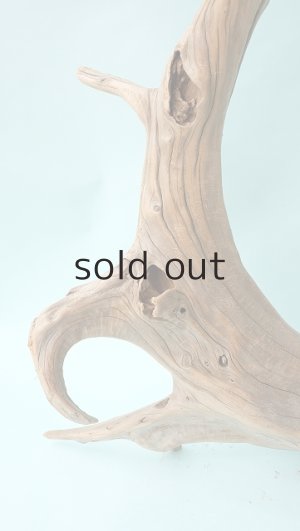 画像5: 流木根（中型）