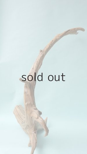 画像8: 流木根（中型）