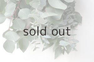 画像6: Dry plants for decor ユーカリ2種シンプルスワッグ