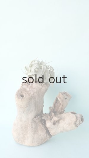 画像2: 変形流木