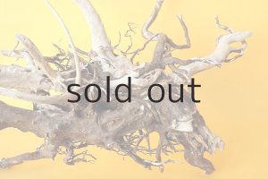 画像9: 流木根（中型）