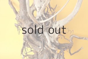 画像3: 流木根（中型）