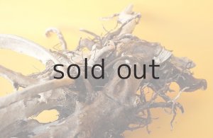 画像6: 流木根（中型）