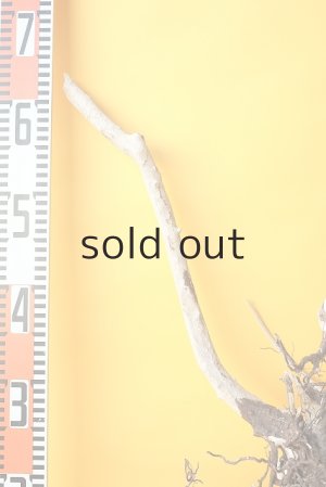 画像7: 流木根（中型）