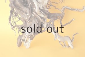 画像2: 流木根（中型）