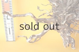 画像8: 流木根（中型）