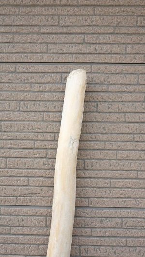 画像5: 幹流木・長尺