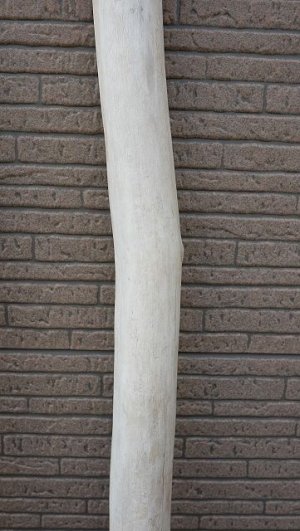 画像7: 幹流木・長尺