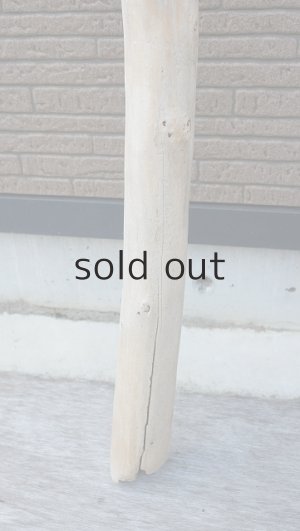 画像2: 幹流木・長尺