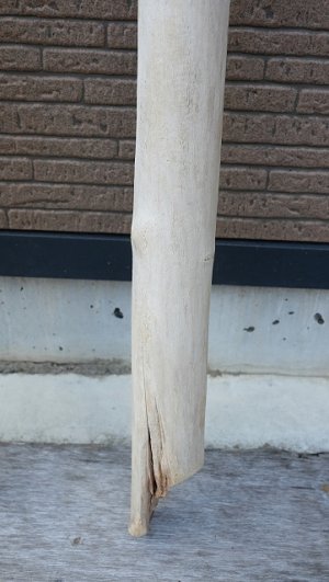 画像6: 幹流木・長尺