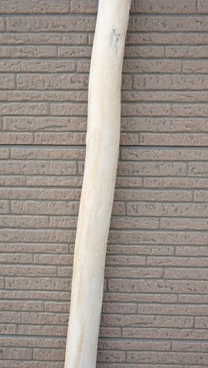 画像4: 幹流木・長尺