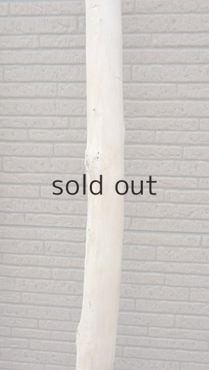 画像7: 幹流木・長尺