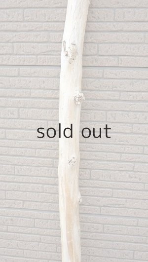 画像4: 幹流木・長尺