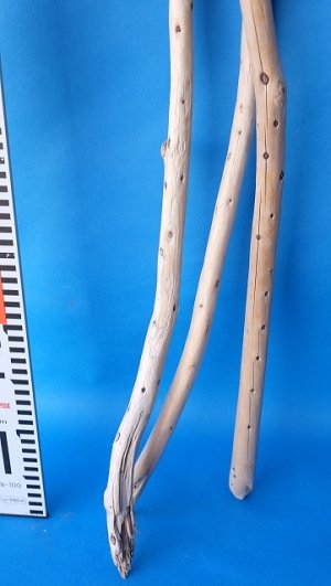 画像5: 棒流木セット