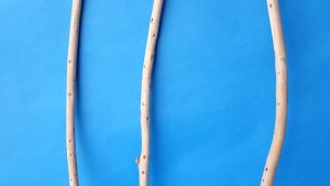 画像3: 棒流木セット