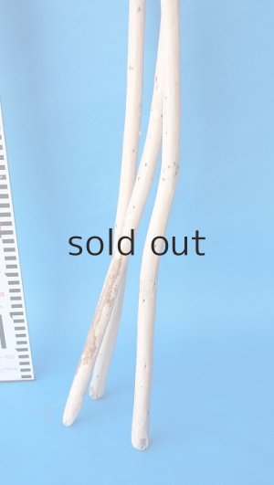 画像5: 棒流木セット