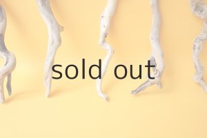 画像5: 流木根セット