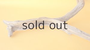 画像5: 小枝流木