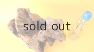 画像6: 変形流木