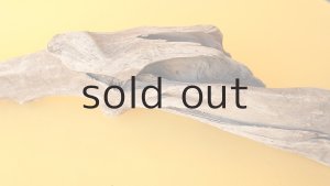 画像4: 変形流木