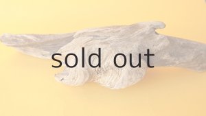 画像5: 変形流木