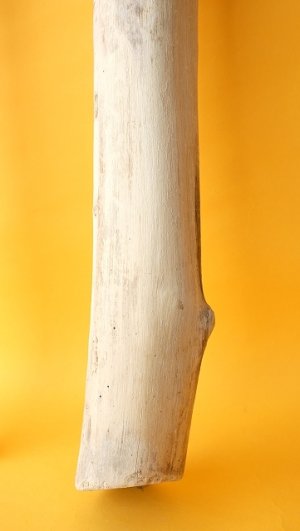 画像5: 幹流木