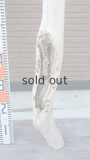 画像6: 大型　幹