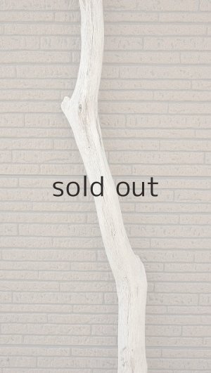 画像4: 大型　幹